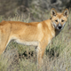 Illustration for article titled No, Australias Dingos Are Not Wild Dogs